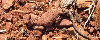 Northern Territory