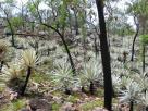 Northern Territory