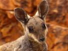 Northern Territory