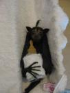 BÃ©bÃ© Flying Fox