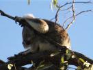 Koala sur Magnetic Island