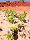 Beach Morning Glory (Magabala)
