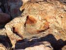Dinosaur footprints