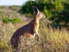 Kangaroo - Exmouth