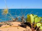 Spinifex
