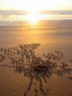 Crab hole