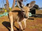 Kangaroo as pet
