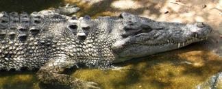 Crocodile Farm - Wyndham