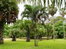 Limbe