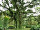 Limbe