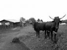Melong