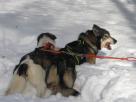 Husky