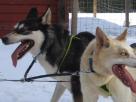 Husky