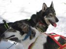 Husky