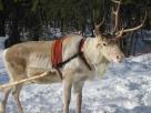 Reindeer