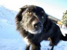 Chien de ferme