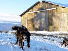 Chiens de ferme