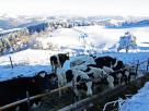 Vaches - Ferme de Lestival