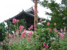 Fleurs devant un temple