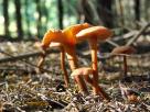 Champignons