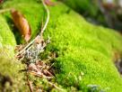 Mousse de sous-bois