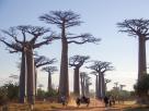 Morondava-Tsingis