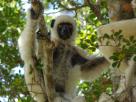 Morondava-Tsingis