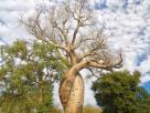 Morondava-Tsingis