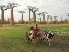 Morondava-Tsingis