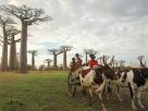Morondava-Tsingis