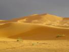 Desert
