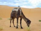 Desert