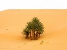 Desert