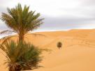 Desert