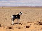 Desert