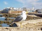 Essaouira