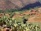Cactus et village berbÃ¨re