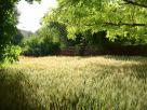 Champ de blÃ©
