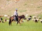 Eleveur mongole
