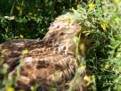 rapace