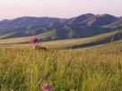 Steppes mongoles