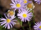 Fleurs des Steppes