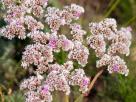 Fleurs des Steppes
