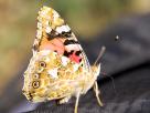 Papillon