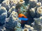 Poisson clown