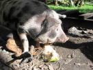 Cochon et noix de coco