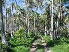 Cocoteraie Shabadran