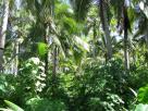 Cocoteraie Shabadran