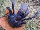 Crabe des cocotiers