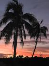 Soleil couchant et cocotiers
